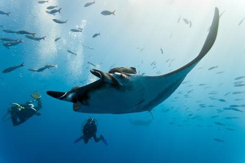 Derawan